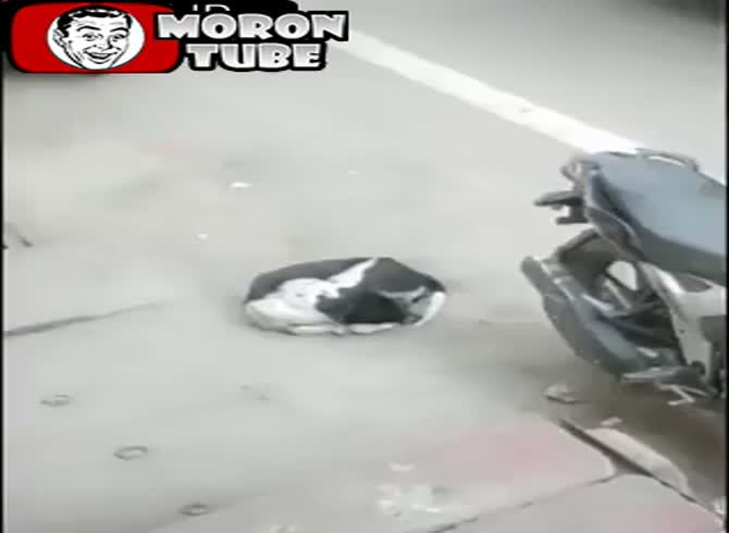 Video :A man stepping on a dog while carrying a TV (FAIL)